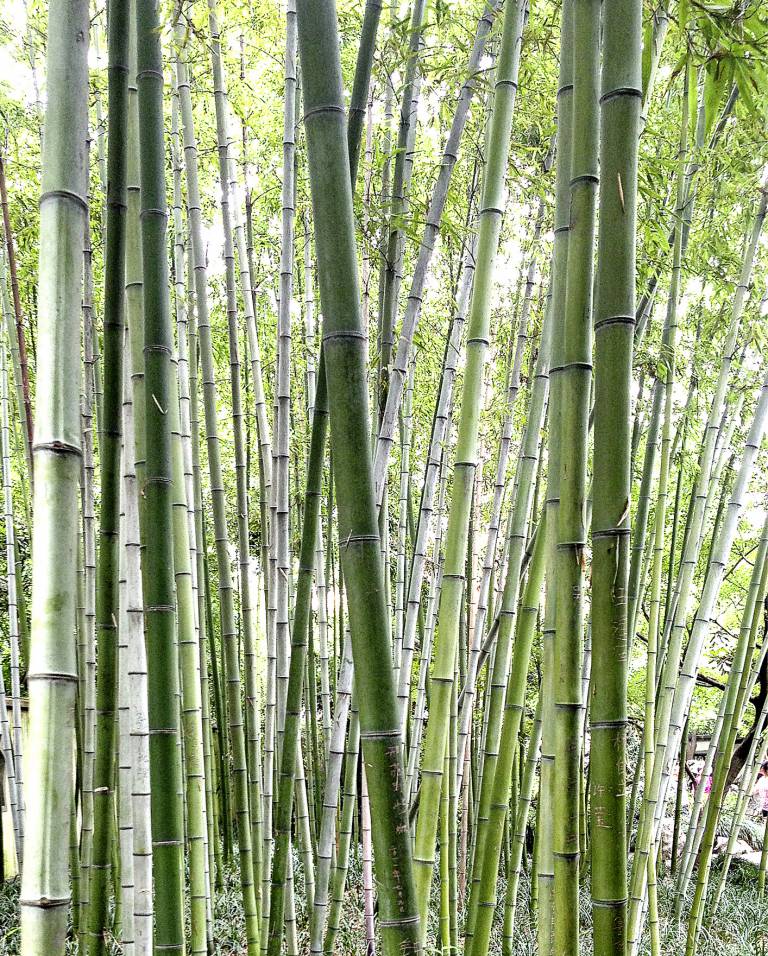 Was macht Büro Möbel aus Bambus so umweltfreundlich?