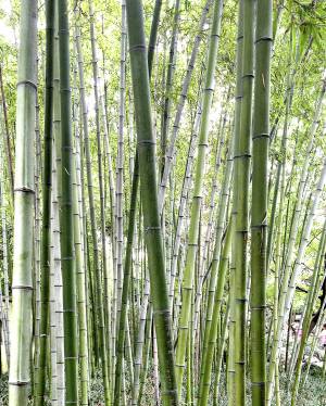 Making environmentally friendly office furniture out of bamboo?